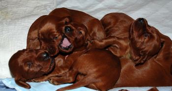 They are starting to play with each other now - pretty cute to watch!
