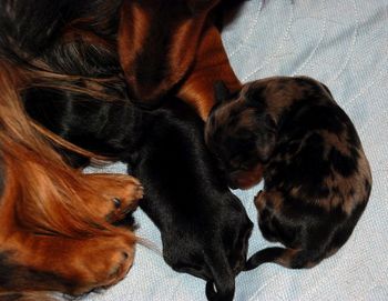 Jersey's "litter" - she is enjoying taking care of both of these little ones.
