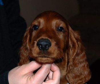 9 wks Grey girl

