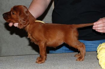 Yellow girl 6 weeks.
