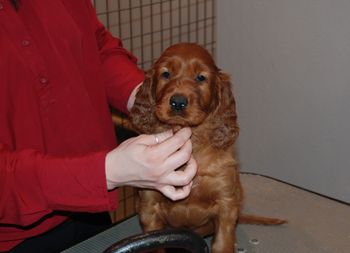 Pink girl at 6.5 weeks old.
