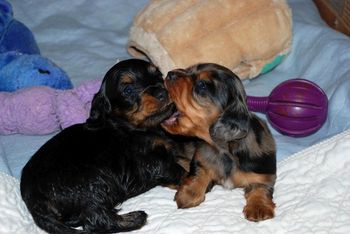 I love watching them play with each other.
