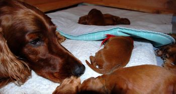 I just love Rio's face - she is such a good mom.
