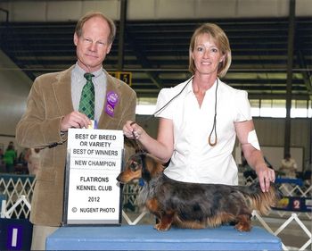 "Jersey" (Click on Jersey's name to go to her page) CH. Kaycees Jt's Too Tough To Tame At Galewinns (CH. Wagsmore Low & Beehold x CH. Kaycees Galewinns All Revved Up MLD)
