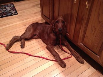 GingerRose (white girl) growing up.  Just look at those long legs!
Owners:  The Willis Family
Missouri
