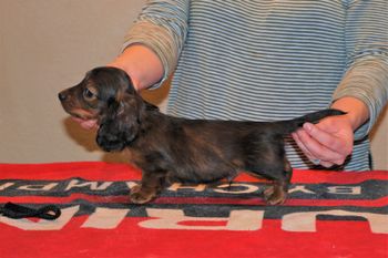 6.5 wks old red boy
