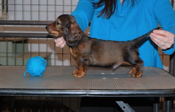 Blue boy at 7 weeks old.
