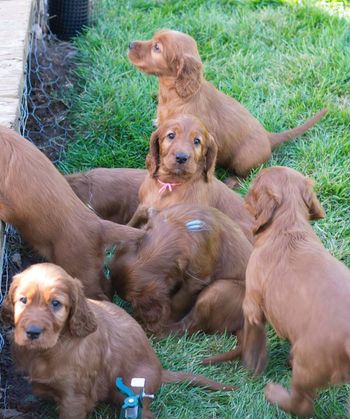 The babies are 5 weeks old here.  Getting to go outside for the first time!
