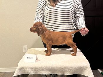 Brown boy at 6 weeks old.
