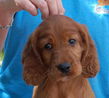 6 wks Pink Girl head shot
