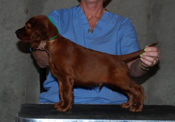 Light Green Boy - 6 wks
