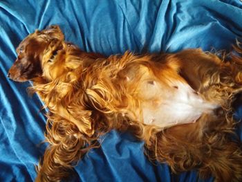 Here is Indy's big belly at 7 wks pregnant!!
