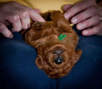 Keefer at 10 days old. He always was pretty laid back - even at this age!!
