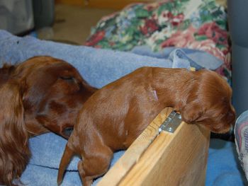 The purple girl almost crawled out of the whelping box already!!
