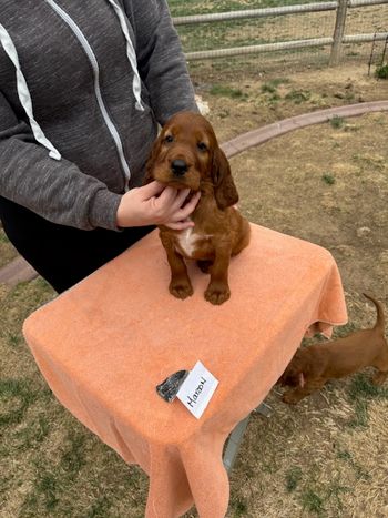 Maroon boy at 6 weeks old.
