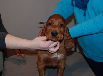 Blue boy at 7.5 weeks old.
