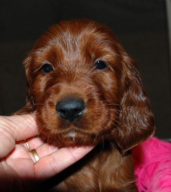 Pink girl at 5 wks old.
