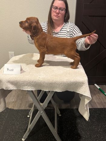 Rust boy at 6 weeks old.
