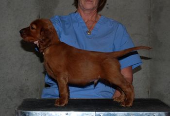 Dark Green Boy - 6 wks
