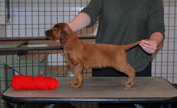Red boy at 5.5 weeks old.
