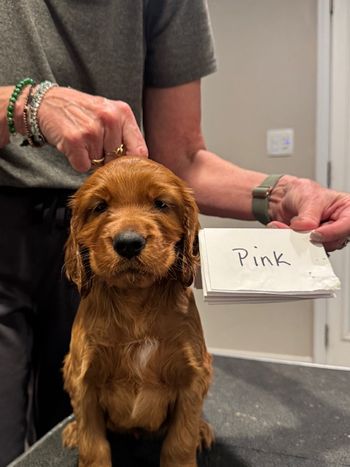 Pink girl at 6 weeks old.
