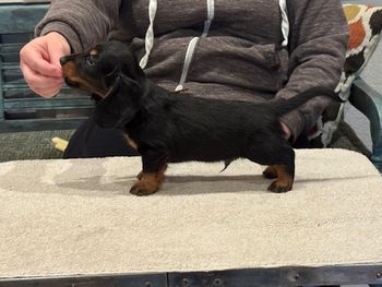 Brown boy at 6 weeks old.
