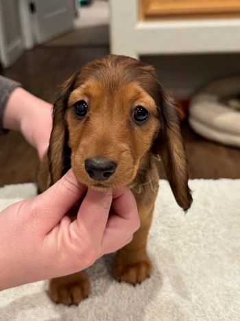 Yellow girl at 8 weeks.
