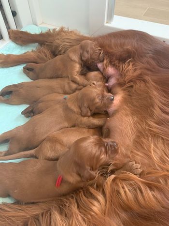 11 days old - eyes are starting to open...
