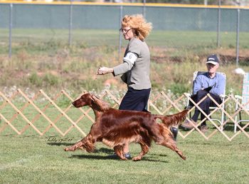 "Izze" Galewinns Tramore Style N Grace This is Izze being shown at almost 3 years old. She only needs 2 points to finish!! Oct. 2012 Owner: Lora Erickson Scottsdale, AZ

