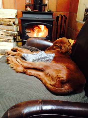 Rory relaxing at her new home.
Owners:  Dan & Frieda Hanley
