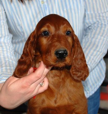 8 wks Red Boy
