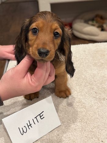 White girl at 8 weeks.
