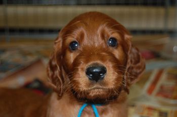 Teal boy at 5 weeks old.
