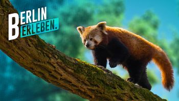 Die 30 schönsten Geschichten aus dem Berliner Tierpark | RBB (Germany)

