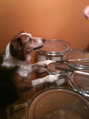 Newt, the best dog ever. RIP
