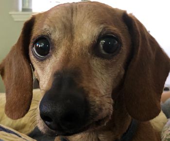 Bailey, the stinky wiener. RIP

