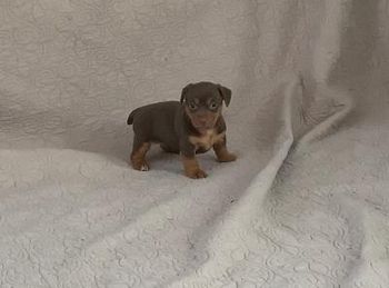 Young Chocolate and Tan female
