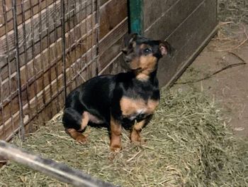 Small black and tan female

