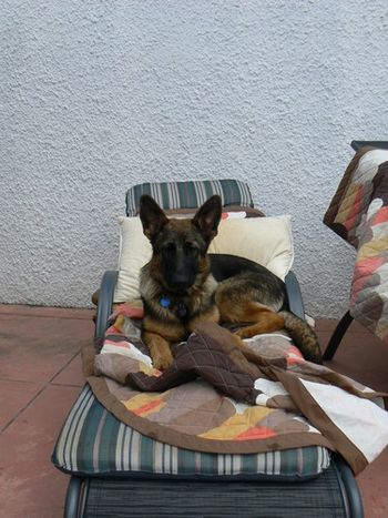 Lucy resting in style by the pool
