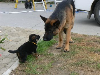 Looking after the babies
