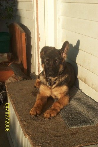 Brock enjoying the last of the sun
