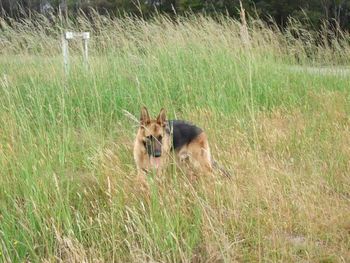 Shephaven Crusader. (Sherman). Is a lovely strong dog with his mother looks. He lives in Kaikohe northland and is loved by Holly.
