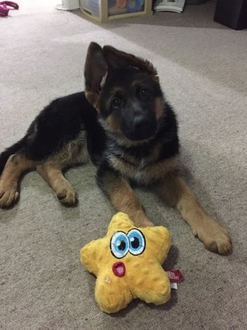 Shephaven Ersa (Shayla) Loved by the Marburg-Dreadon  Family

