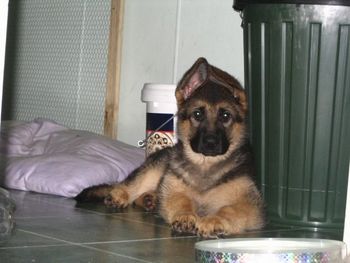 Shephaven Achilles Ned ( Ned) Ned lives in Feilding and is best friend to Connor
