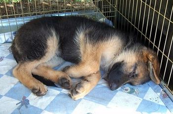 Ursa is a big strong bitch and is a great watch dog for the farm. She lives with Gena and Family of Whakatane
