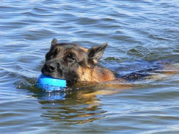 Brock loves the water
