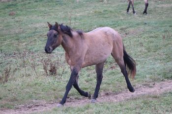 Willows Legacy. Legacy. 2019 AQHA Grulla Roan mare. By Wrss Wyohancockgunnr and out of Cross H Sixteen. 15.1 hands. This girl is something special. We lost her mom foaling her. We miss Willow every day, but I am so glad we have a little something to keep with us. We are so thankful for this girl. Pedigree includes: Wyo O Blue, Lobo Hancock, Blue Apache Hancock, Peponita, Chukkar Maid and more. She is not for sale. She is 8 panel NN.
