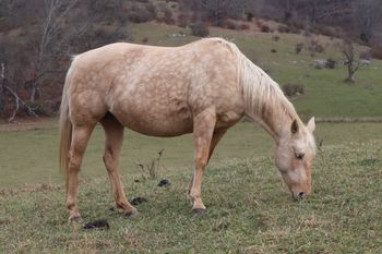 Twistn For Cash. 2011 AQHA Palomino Filly. 14.2 hands. By ATV and out of Missin Flame. Spicey stands 14.2 hands. This girl has been added to our broodmare program. We are very excited about her! All of her dam's foals have sold and are on a waiting list for the next several years. Her pedigree includes: Doc O Lena Twist, Peppymint Twist, Dash For Cash, Missin James, Royal Silver King, Sugar Bars, and many more! 8 Panel N/N by both parents testing N/N.
