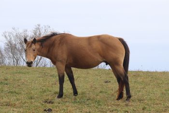 Dash For Pistol. 2004 AQHA Buckskin Mare. 15 hands. This mare is a wonderful, quiet mare that is easy to get along with. She is by our stallion Gunnin It and out of Kennys Babe. She has an excellent pedigree.  On her papers she has Playgun, Freckles Playboy, Smart Little Lena, Tuffernhel and Sky Bug Bingo. Her foals are very athletic, one is in Colorado furthering his barrel training. She has another foal that has been started in reining. They are smart, willing and correct in every way. 6 panel N/N. She is a Herda carrier.
