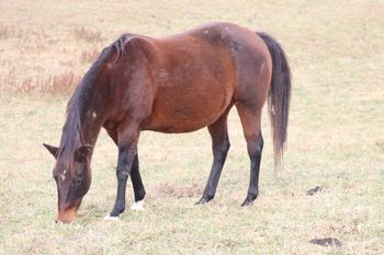 KR Hickory Chick. 2008 AQHA Bay Mare. June stands a really stocky 15 hands.  Pedigree includes: Rushing Peppy, Docs Hickory, Peppy San Badger, Zantanon Bar, Docs Maghony, Docs Hickory Chex and many more! She is 8 panel N/N.
